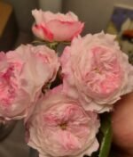 Fragrant Tea - Image 2