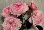 Fragrant Tea - Image 3