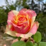 EXTRA ROSE