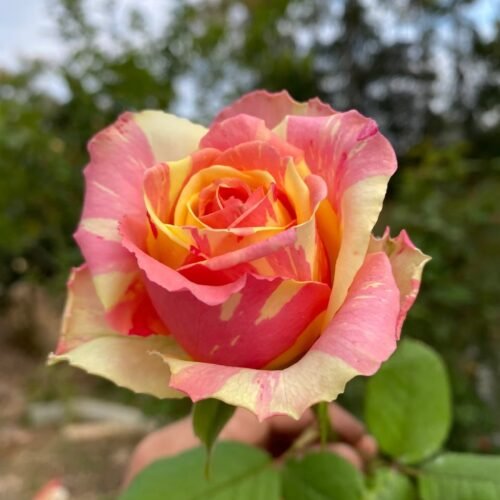 EXTRA ROSE