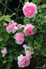 COTTAGE ROSE - Image 4