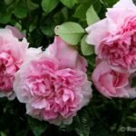 COTTAGE ROSE
