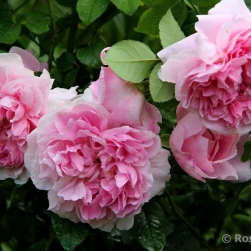 COTTAGE ROSE