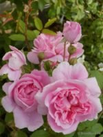 COTTAGE ROSE - Image 2