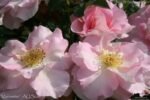 MARINETTE - Image 2
