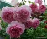 COTTAGE ROSE - Image 3