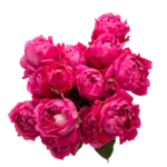 JULIETTA CERISE - Image 6