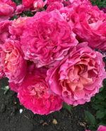 JULIETTA CERISE - Image 5
