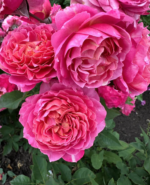 JULIETTA CERISE - Image 4