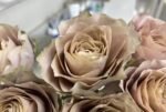 BECOUSE OF YOU - Image 2