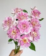 ORCHID IN THE VALLEY - Image 7