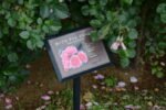 HOPES AND REAMS - Image 5