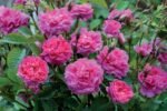 ENGLAND'S ROSE - Image 2