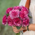 RED PLUM - Image 3