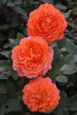 AMARETTO  2026 - Image 3
