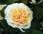 ENGLISH GARDEN - Image 3