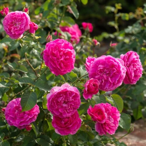 ENGLAND'S ROSE