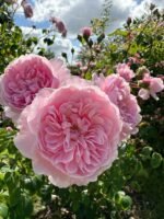 WISLEY2008