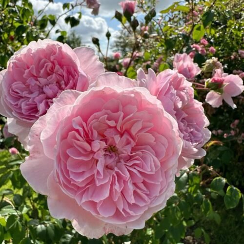 WISLEY2008