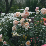 ENGLISH GARDEN - Image 4