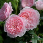WISLEY2008 - Image 2