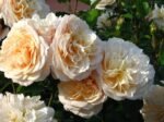 ENGLISH GARDEN - Image 2
